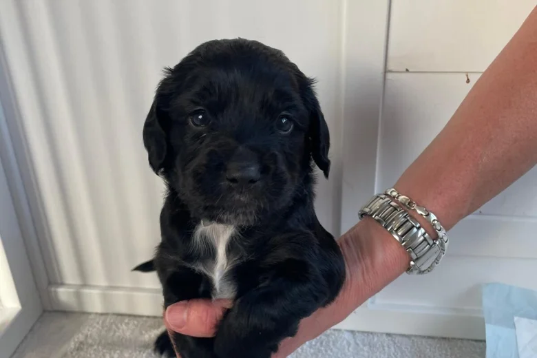 Sprocker Spaniel