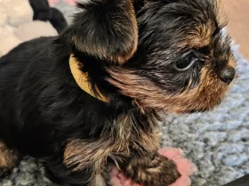 Yorkshire Terrier