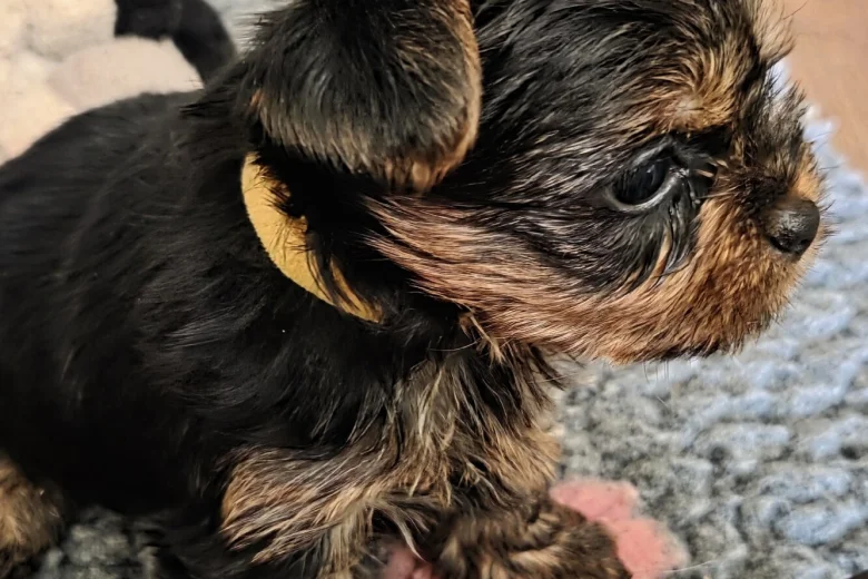 Yorkshire Terrier