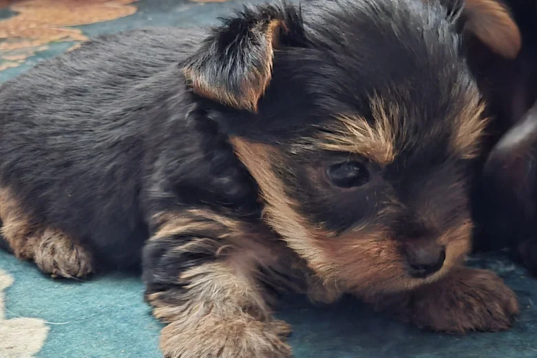 Yorkshire Terrier