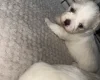 Bichon Frise