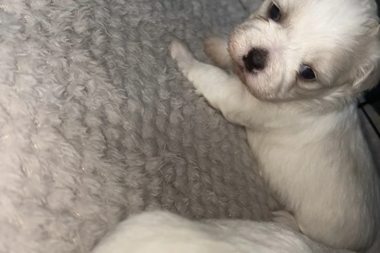Bichon Frise