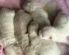 Bichon Frise