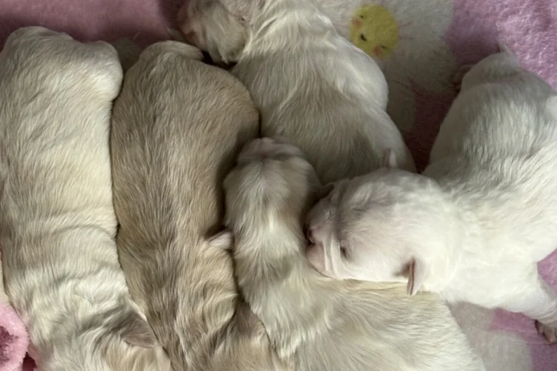 Bichon Frise