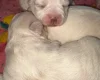 Bichon Frise