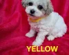 Bichon Frise