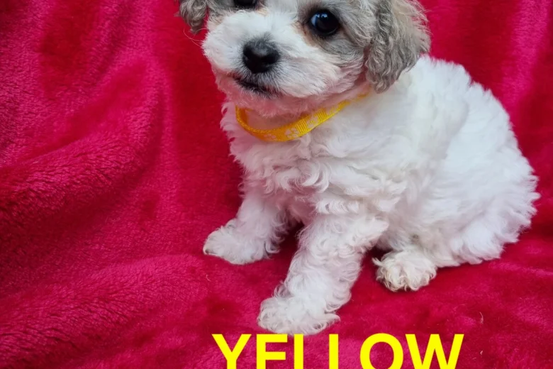 Bichon Frise