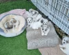 Bichon Frise