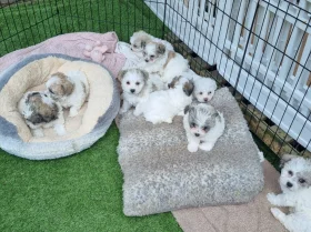 Bichon Frise