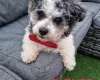 Bichon Frise