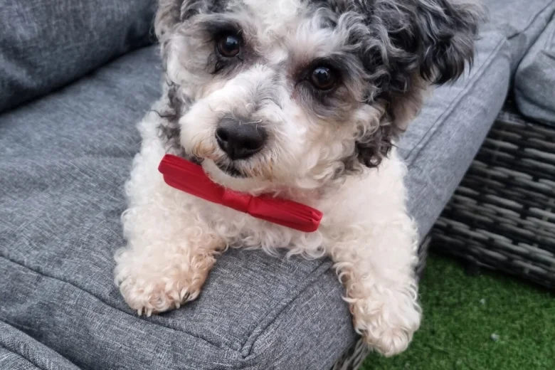Bichon Frise