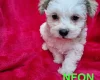 Bichon Frise
