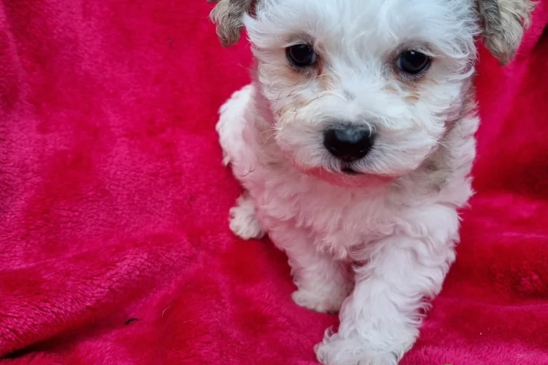 Bichon Frise