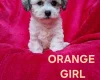 Bichon Frise