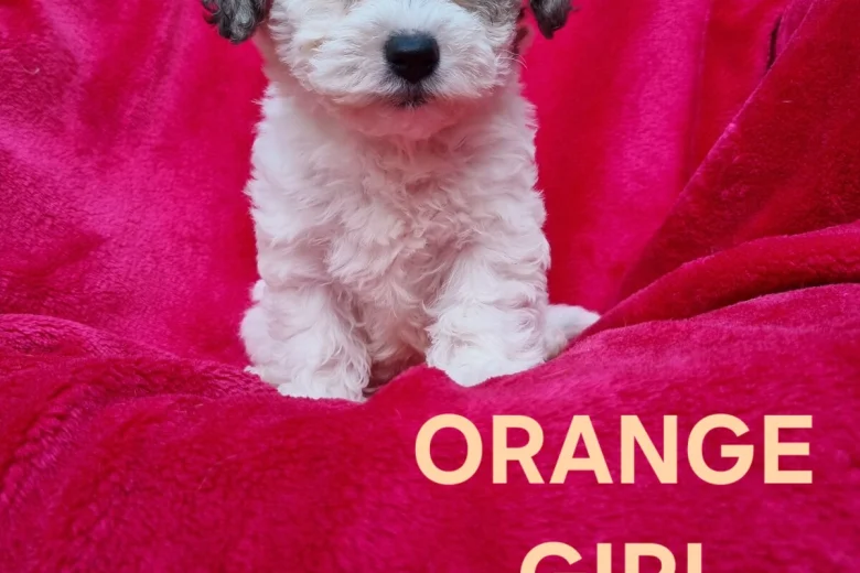 Bichon Frise