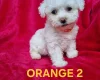 Bichon Frise