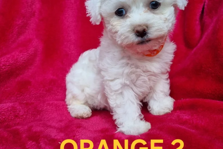 Bichon Frise