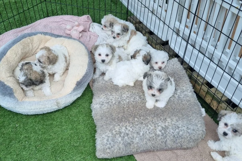 Bichon Frise