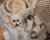 Bichon Frise