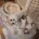 Bichon Frise