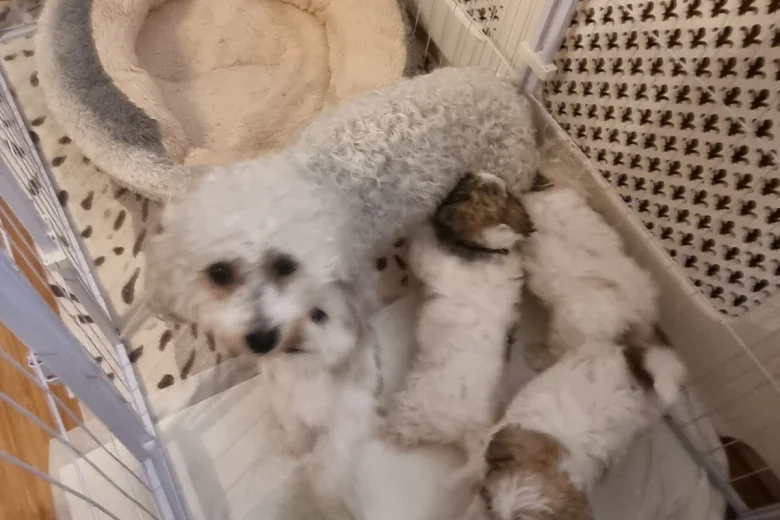 Bichon Frise