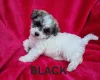 Bichon Frise