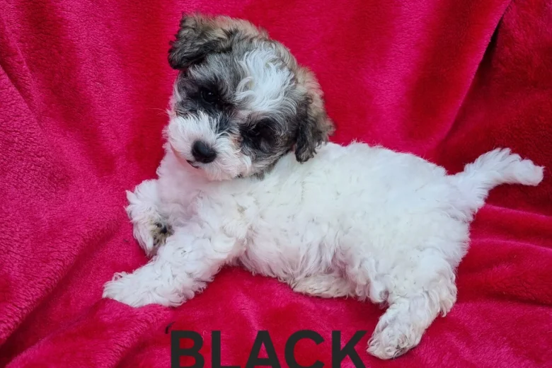 Bichon Frise