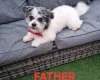 Bichon Frise