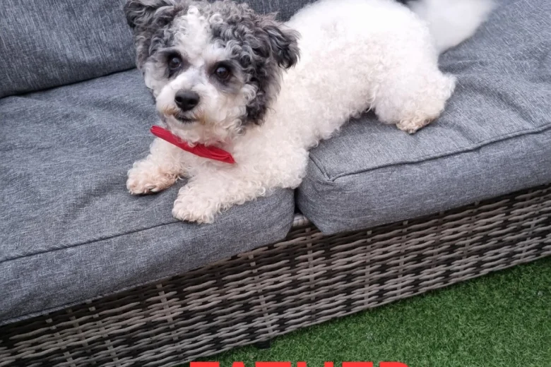 Bichon Frise