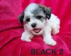 Bichon Frise