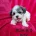 Bichon Frise