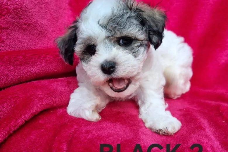 Bichon Frise