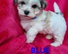 Bichon Frise
