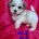 Bichon Frise