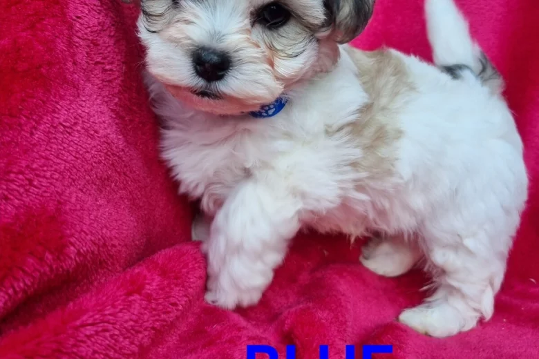Bichon Frise
