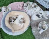 Bichon Frise