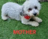 Bichon Frise
