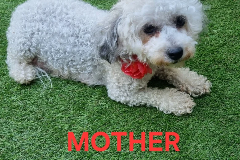 Bichon Frise