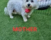 Bichon Frise