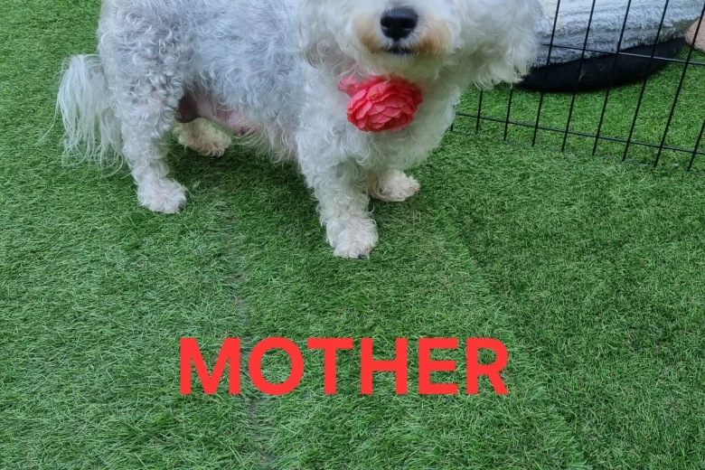Bichon Frise