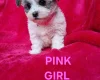 Bichon Frise