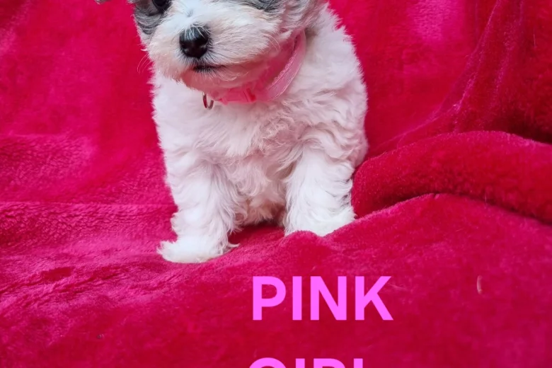 Bichon Frise