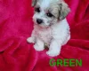 Bichon Frise