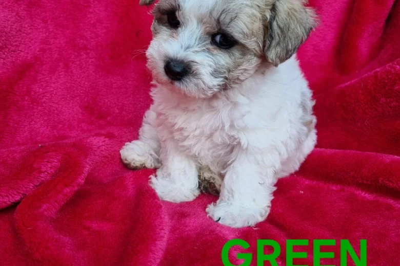 Bichon Frise