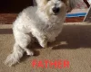 Bichon Frise