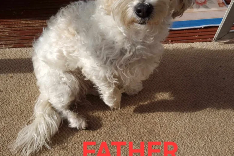 Bichon Frise