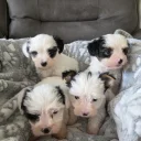 Biewer Terrier
