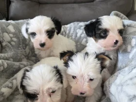 Biewer Terrier