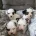 Biewer Terrier