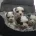 Biewer Terrier